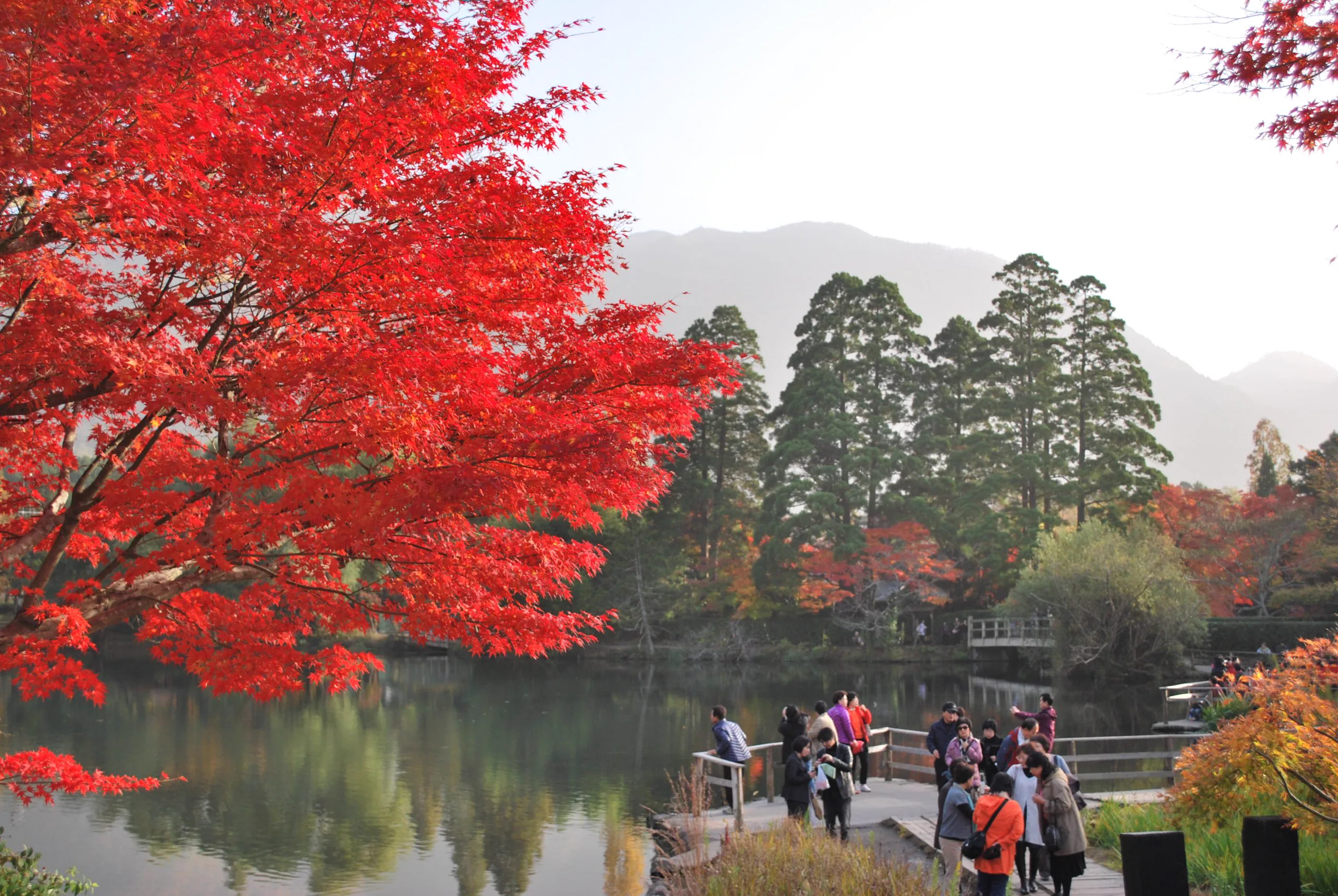 Yufuin Souan Kosumosu in Autumn: Main Building Room or Detached Villa?