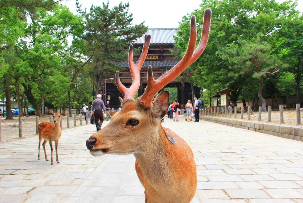 Tsukigase Onsen: A Countryside Bath in Northeast Nara